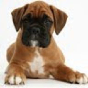 Meet your Posher, Brady